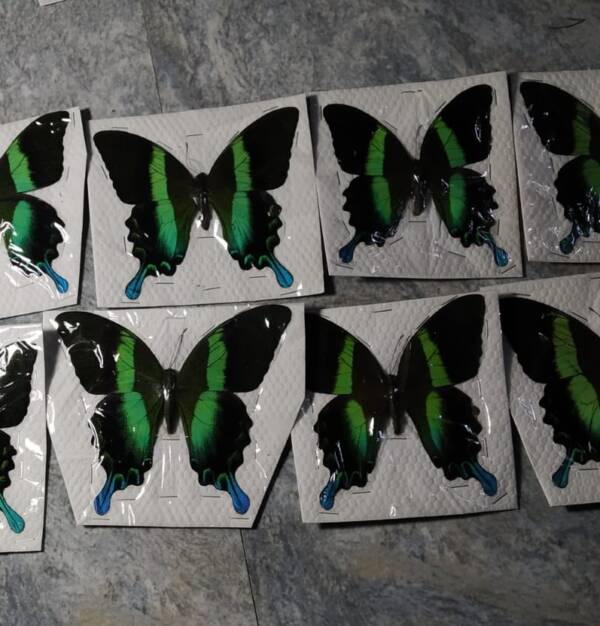 Papilio Blumei Spread