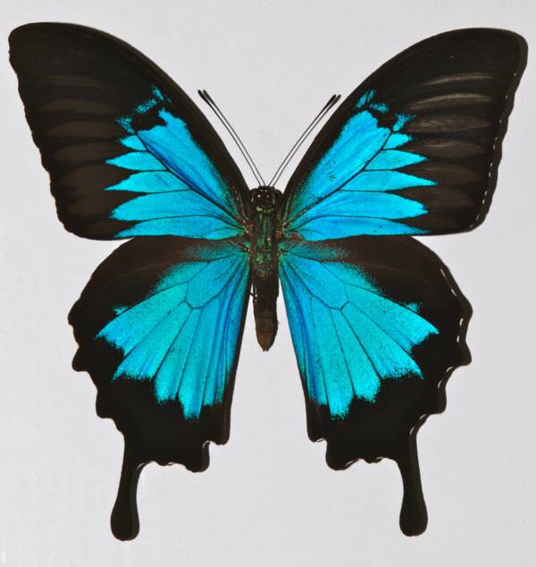 Papilio Ulysses