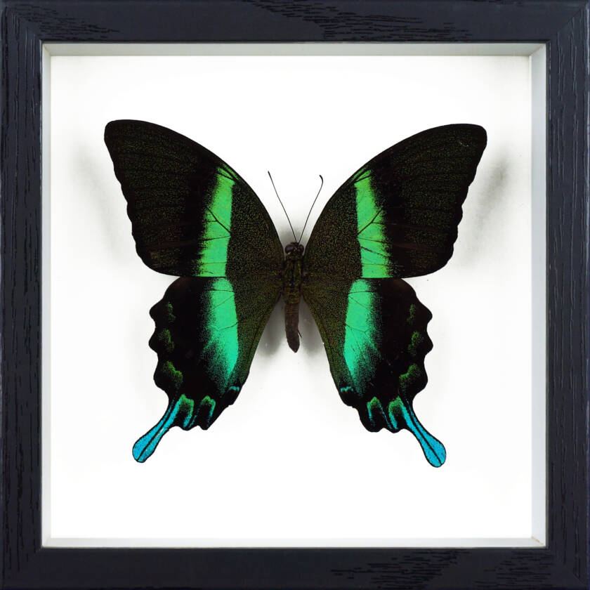 Framed Papilio Blumei
